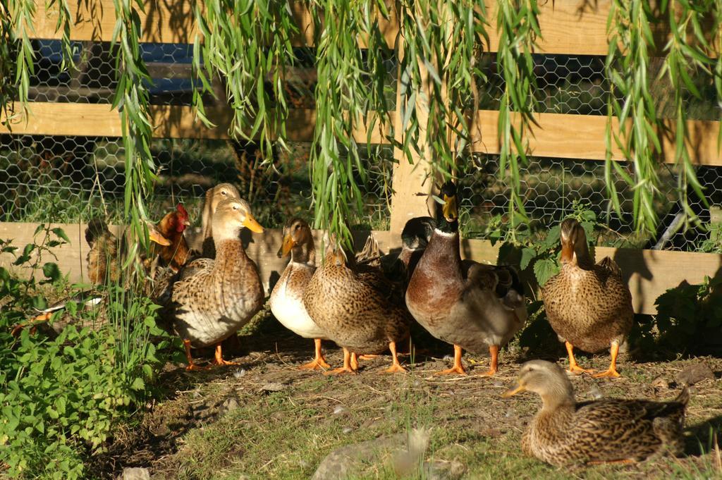 La Chevrerie Bed & Breakfast Vairé Rom bilde